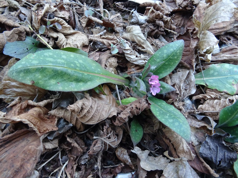Pulmonaria vallarsae ?